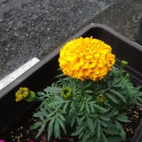 ６月最後の土曜日！