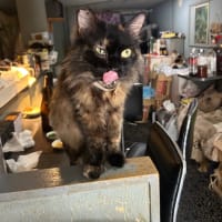 看板猫がいるお店で猫飲み スナック子猫さん 予告編 (2506)