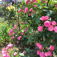 バラの香り