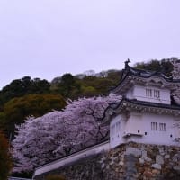龍野公園 満開の桜
