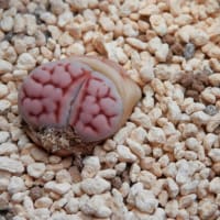 脱皮も終えて...大きくなるばかり？