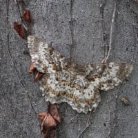 チャマダラエダシャク