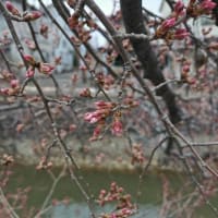 儀明川沿いのコヒガンザクラが数輪開花！