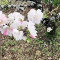 おはようございます(*^^*)