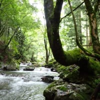 期待外れの雨後釣行