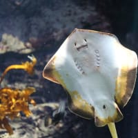 四国水族館Ⅲ