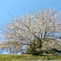 横目で花見