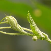 ゴ-ヤの花