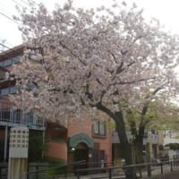 目黒でお花見2015（７）しだれ桜の公園&まだ桜を楽しめる立会川緑道