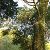愛媛県伊予市、双海町高野川甲「高野川神社境内のオガタマノキ 」（市指定）です！！