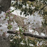 大阪鶴見区桜