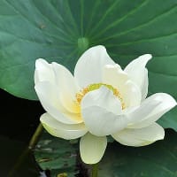翠池の蓮花～２