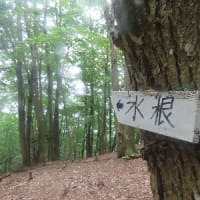 榛ノ木尾山（イソツネ山撤退）