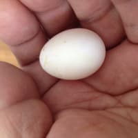 シロハラインコの産卵