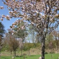 月日は流れ、鷹泊は大きく変化したが、今年も桜の季節がめぐってくる