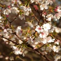 ２０２５年５月２７日　北八甲田　箒場のようす