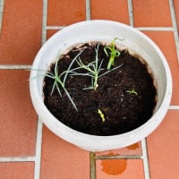 やっと越冬カーネーションの「挿し木🌱🌱🌱」を・・・暑かった〜🥵