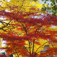 散歩、氷川参道歩き！