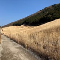 仙石原ススキ草原山焼き