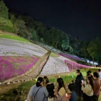 芝桜のライトアップ