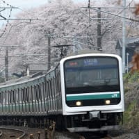 今日の櫛形桜