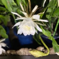 京都府立植物園♪