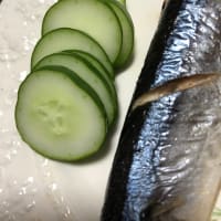 キュウリ収穫しました9.5