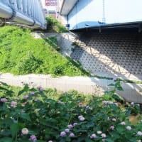 石津川沿い～高橋から毛穴大橋～