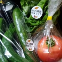 新潟夏野菜宅急便！とうもろこし、夏野菜セット