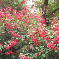 花散歩・マルバデイゴ / 丸葉梯梧