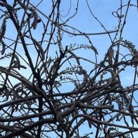 オサンポ walk - 植物plant : 藤の花の蕾 Buds of Japanese wisteria