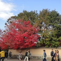 京都の紅葉２