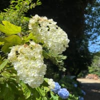 紫陽花の思い出