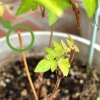 今年の植木→越冬カーネーションとクレマチス以外はイマイチ(＞ ＜)