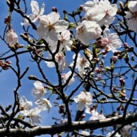 今年もきれい
