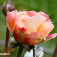 大和「ふれあいの森」では花の女王「バラ」が咲き誇る！！