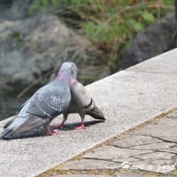 恋の季節
