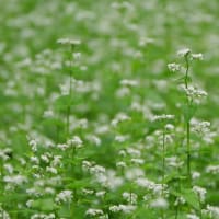 蕎麦の花