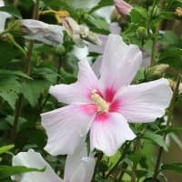 庄内緑地公園　今年のハスの花とバラ＆ノーゼンカズラ他