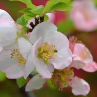 鉢植えのボケ（４） 「安田錦」