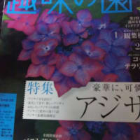 アジサイとバラにはまっています