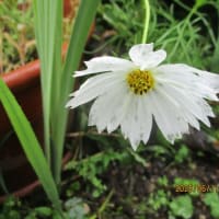 白いお花が・・・