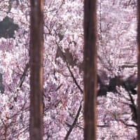 高遠城.....写る桜