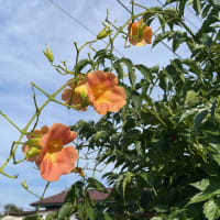 凌霄の花