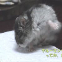 「グルーミングがうまくできずに」って？