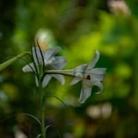 浄明院の花つづき