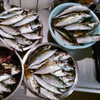 アジ釣り