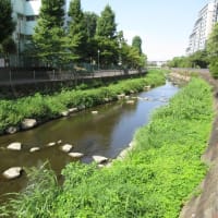 散歩道開拓　いたち川のほとり