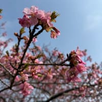 大原間二丁目公園 花だより