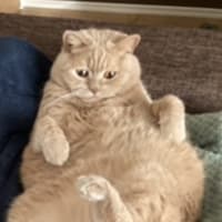 また猫ちゃんがおしっこがでなくなってしまいました。